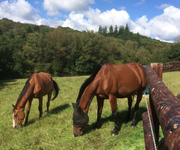 location-boxe-chevaux-pas-cher-morbihan-sud-location-de-pré-guidel
