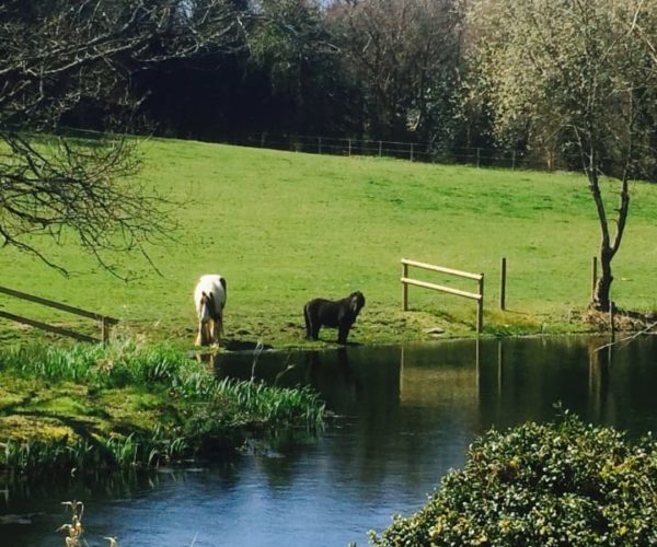 morbihan-pension-équestre-pas-cher-finistère-boxe-chevaux